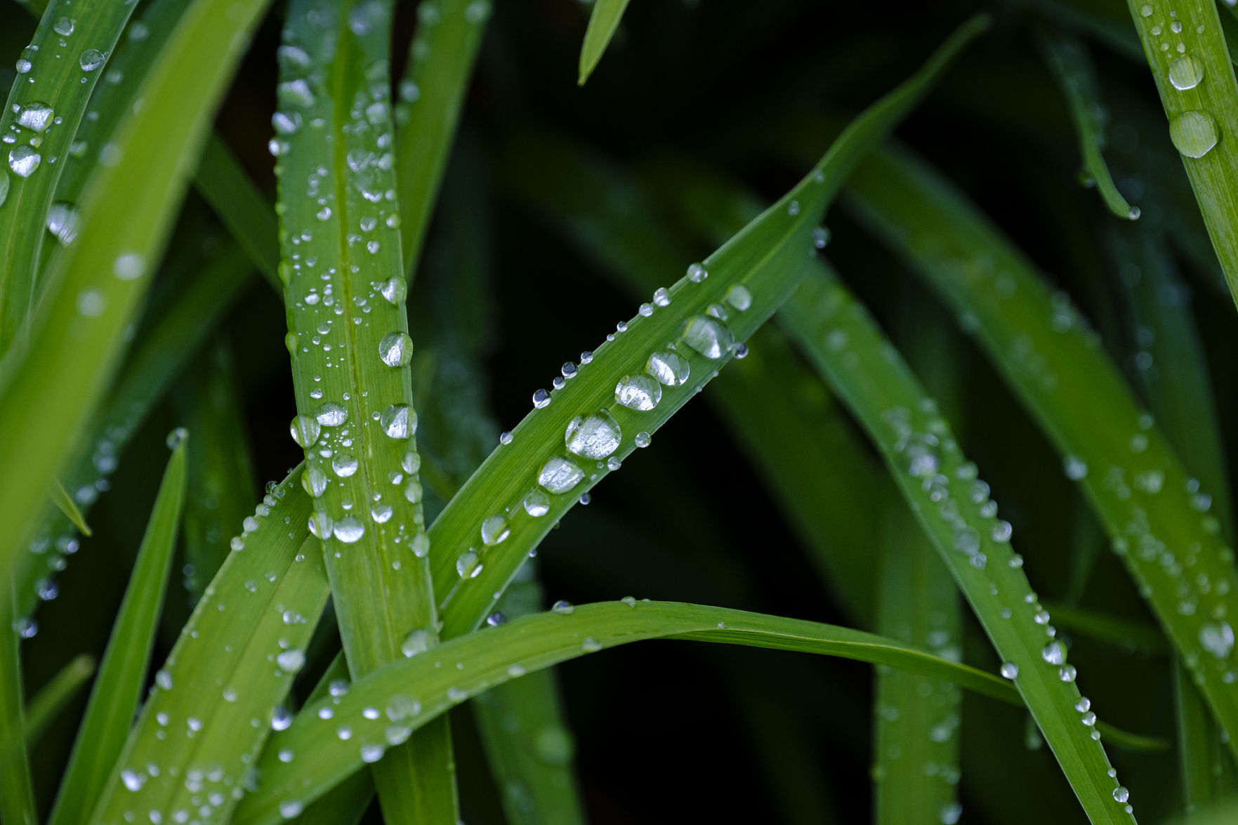 Spring showers (copy)